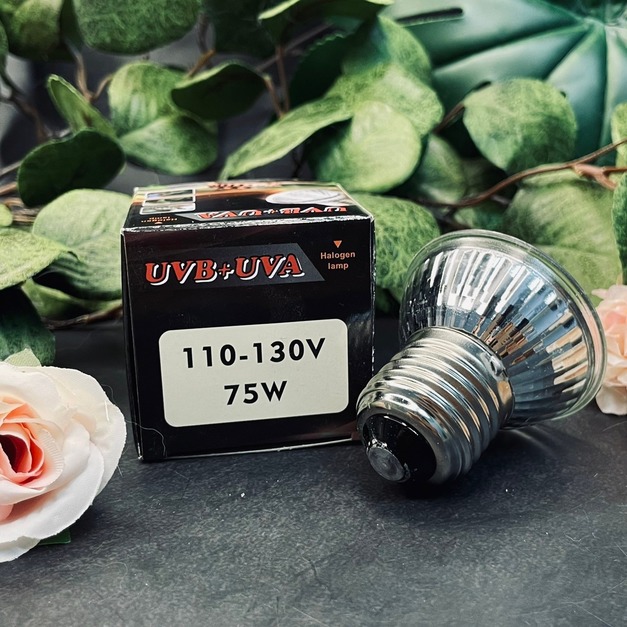爬蟲聚熱加溫燈泡75w 曬背燈 加溫燈 保溫  爬寵 蜥蜴 陸龜 鬆獅蜥可用