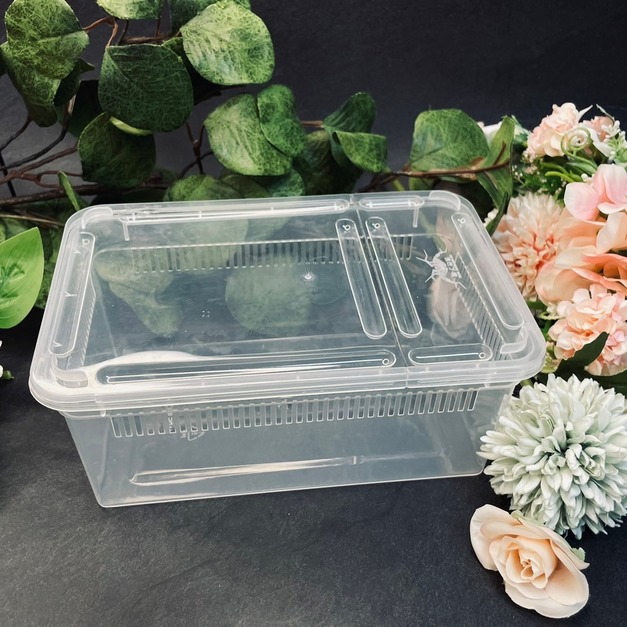 飼養盒 透明飼養盒 掀蓋式 小號  飼養盒 觀察盒 