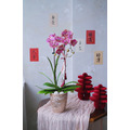 2026 新年花禮 | 團圓單品蘭花盆&nbsp;_1