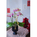 2026 新年花禮 | 曜萱單品蘭花盆&nbsp;