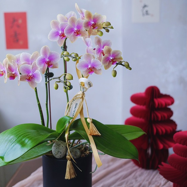2026 新年花禮 |  曜萱單品蘭花盆&nbsp;