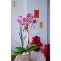 2026 新年花禮 | 團圓單品蘭花盆&nbsp;
