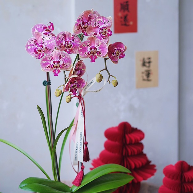 2026 新年花禮 |  團圓單品蘭花盆&nbsp;
