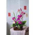 2026 新年花禮 | 舞春蘭花花園風提籃 - 粉桃色_3