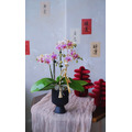 2026 新年花禮 | 曜萱單品蘭花盆&nbsp;_1