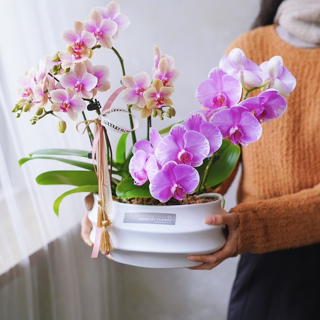 2026 新年花禮 |春曦綜合蘭花盆