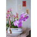 2026 新年花禮 |春曦綜合蘭花盆_1