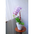 2026 新年花禮 | 粉郁單品蘭花盆_2