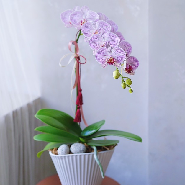 2026 新年花禮 | 粉郁單品蘭花盆