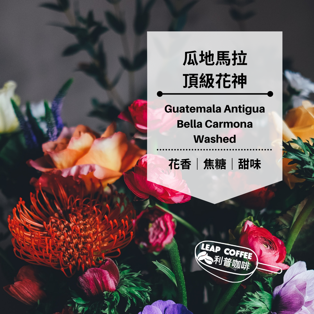 瓜地馬拉 頂級花神