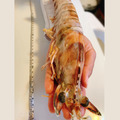 澎湖野生大明蝦 Giant Tiger Prawn_6