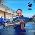 澎湖極品海鱺魚 輪切片｜Penghu Cobia_1
