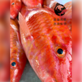澎湖野生手釣紅秋姑魚｜Penghu Goatfish_5