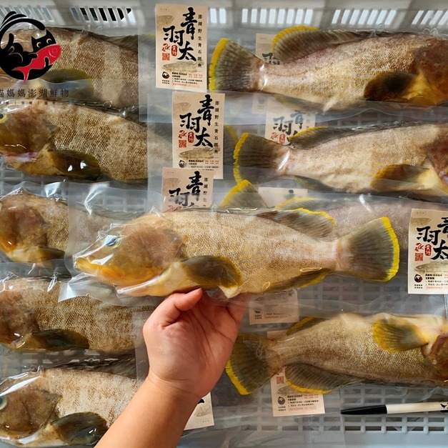 澎湖野生青石斑【船釣】黃鱠｜Yellow Grouper (Epinephelus awoara)