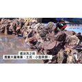 【獨立配送】澎湖當季極品帶殼活牡蠣 含運組［快速出貨⚡️］｜Penghu Oyster_3
