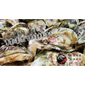 【獨立配送】澎湖當季極品帶殼活牡蠣 含運組［快速出貨⚡️］｜Penghu Oyster_7