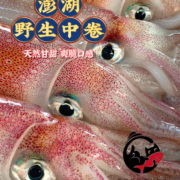 澎湖野生小管【手釣、生食級】｜Penghu Wild Neritic Squid（透抽／中卷）