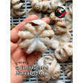 【預購】澎湖當季野生鮖鮔 小章魚｜Octopus vulgaris_2