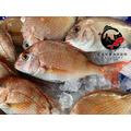 澎湖當季野生嘉臘魚／日本真鯛｜Penghu Red Sea Bream_1