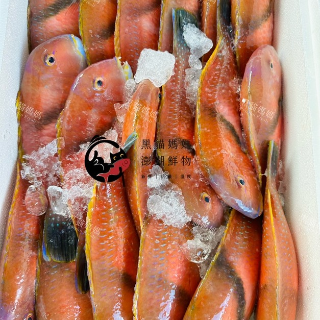 澎湖野生海釣寒鯛／紅石佬 澎湖連仔 Scarbreast Tuskfin