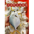 澎湖野生金鯧魚｜Snubnose Pompano