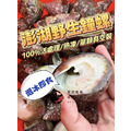 澎湖野生鐘螺