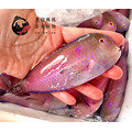 澎湖野生紅新娘【手釣】薔薇項鰭魚｜Penghu Red Bride Fish (Iniistius verrens)