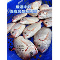 澎湖野生魬鯛魚 Cardinal Seabream_3