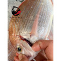 澎湖野生魬鯛魚 Cardinal Seabream_2