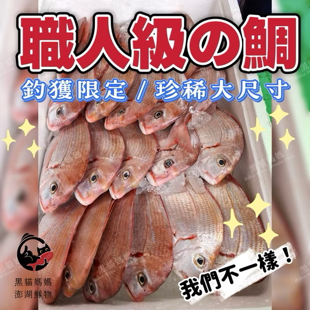 澎湖野生魬鯛魚 Cardinal seabream