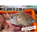 澎湖野生正龍占魚（紅鰭裸頰鯛）｜Sand Snapper