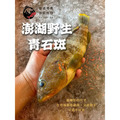 澎湖野生海釣青石斑 黃鱠｜Yellow Grouper (Epinephelus awoara)_8
