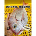 澎湖野生魬鯛魚 Cardinal Seabream_4