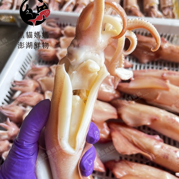 澎湖當季野生爆蛋小卷 有蛋冰卷 Squid with Eggs