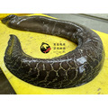 澎湖野生錢鰻【活處理】切塊｜Moray Eel_2
