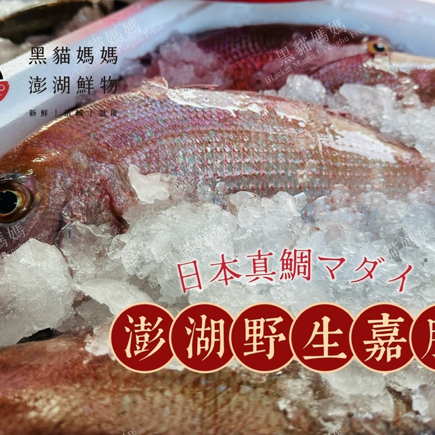 澎湖當季野生嘉臘魚／日本真鯛｜Penghu Red Sea Bream