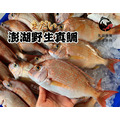 澎湖當季野生嘉臘魚／日本真鯛｜Penghu Red Sea Bream_2