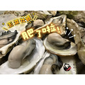 【獨立配送】澎湖當季極品帶殼活牡蠣 含運組［快速出貨⚡️］｜Penghu Oyster_8