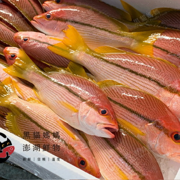 澎湖野生赤筆仔【手釣】縱帶笛鯛｜Brownstripe Red Snapper