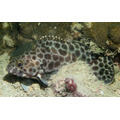 澎湖野生玳瑁石斑魚【釣】花格｜Penghu Grouper (Epinephelus quoyanus)_4
