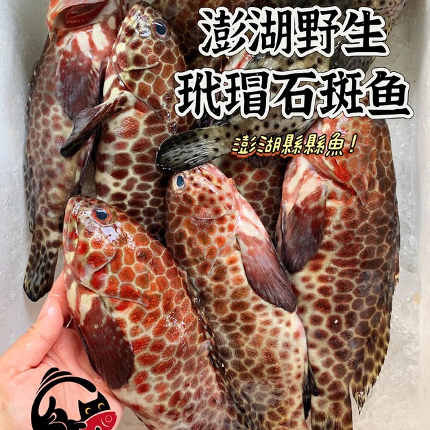 澎湖野生玳瑁石斑魚 花格｜Penghu Grouper (Epinephelus quoyanus)
