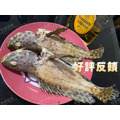 澎湖野生玳瑁石斑魚【釣】花格｜Penghu Grouper (Epinephelus quoyanus)_2