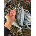 澎湖野生水針【手釣】斑鱵｜Black-barred Halfbeak_1