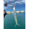 澎湖野生水針【手釣】斑鱵｜Black-barred Halfbeak