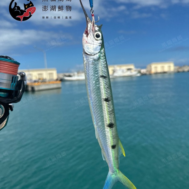 澎湖野生水針【手釣】斑鱵｜Black-barred Halfbeak