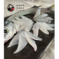澎湖野生水針【手釣】斑鱵｜Black-barred Halfbeak_4