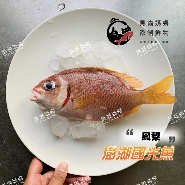 澎湖野生國光魚【手釣】鳳梨魚｜Scolopsis vosmeri