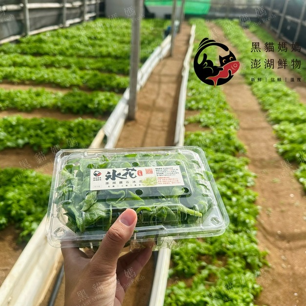 澎湖冰花（鑽石冰花）Penghu Ice Plant｜冬季限定蔬菜・下單後採收・獨立配送