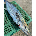 澎湖野生土魠魚【手釣】｜Line-Caught Spanish Mackerel_7