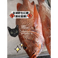 澎湖野生手釣紅鰽魚【釣】銀紋笛鯛｜Penghu Line-Caught Red Snapper